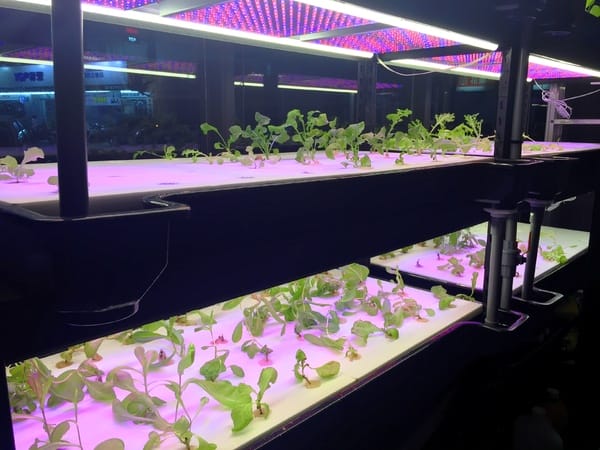 TIGER PASTA-太革義廚:TIGER PASTA 太革義廚