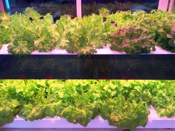 Nice Green美蔬菜廚房(台北大直鍋物店):Nice Green美蔬菜廚房