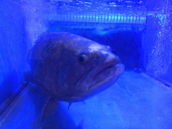 八海精緻鍋物料理(西門新宿-海洋館):八海精緻鍋物料理 (西門新宿-海洋館)