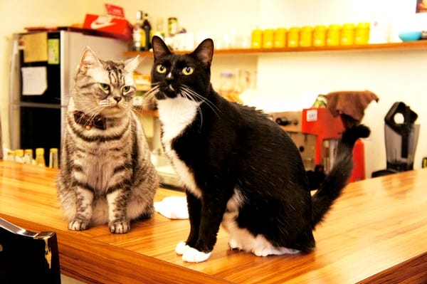 貓咪先生的朋友:貓咪先生的朋友