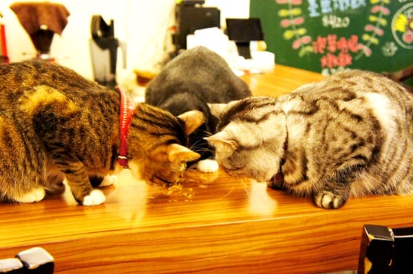 貓咪先生的朋友:貓咪先生的朋友