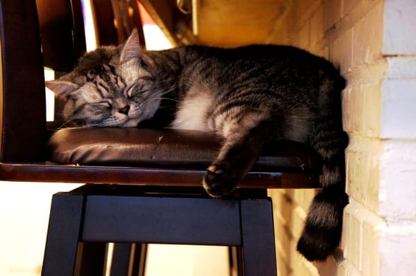 貓咪先生的朋友:貓咪先生的朋友