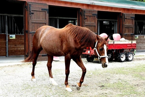 美爽爽渡假汽車旅館:美爽爽渡假汽車旅館