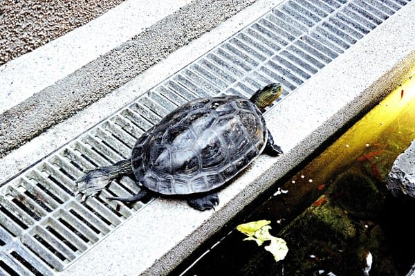 赤崁璽樓:【赤崁璽樓】台南素食推薦