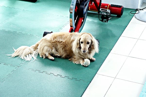 康體運動空間:康體運動空間