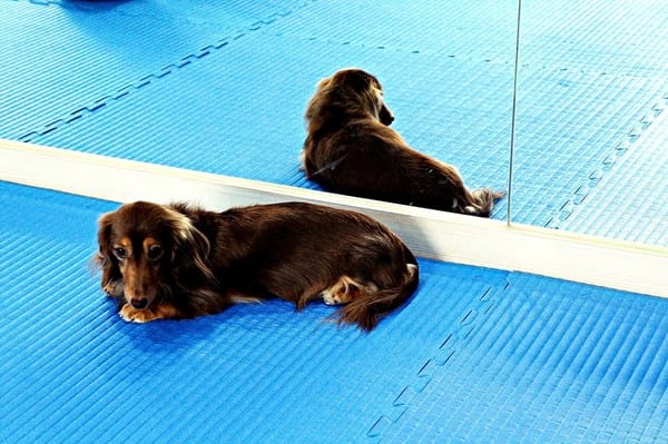 康體運動空間:康體運動空間