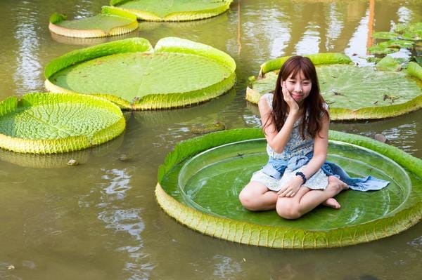 觀音蓮花季:【2017觀音蓮花季】荷浪桃桃。樂遊蓮池.獨家大宅門布袋戲變臉秀