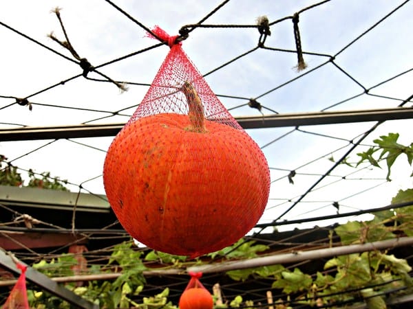 觀音蓮花季:【2017觀音蓮花季】荷浪桃桃。樂遊蓮池.獨家大宅門布袋戲變臉秀