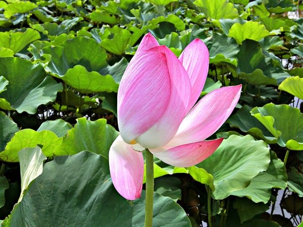 觀音蓮花季:【2017觀音蓮花季】荷浪桃桃。樂遊蓮池.獨家大宅門布袋戲變臉秀