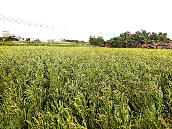 觀音蓮花季:【2017觀音蓮花季】荷浪桃桃。樂遊蓮池.獨家大宅門布袋戲變臉秀