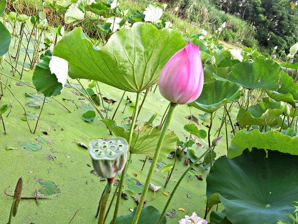 觀音蓮花季:【2017觀音蓮花季】荷浪桃桃。樂遊蓮池.獨家大宅門布袋戲變臉秀