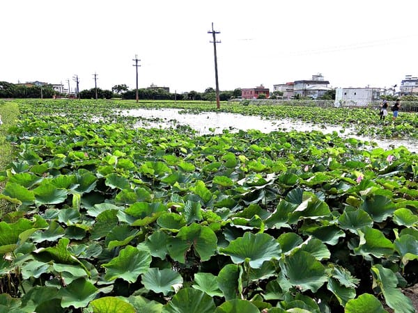 觀音蓮花季:【2017觀音蓮花季】荷浪桃桃。樂遊蓮池.獨家大宅門布袋戲變臉秀