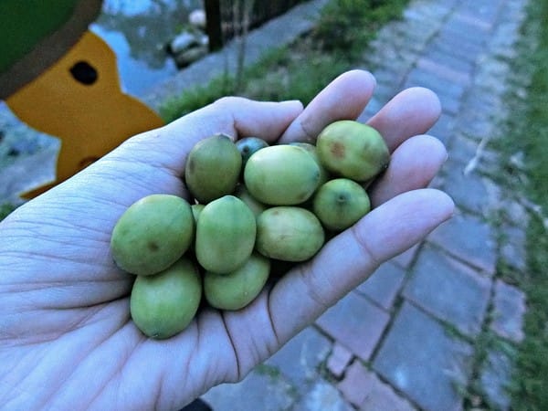 觀音蓮花季:【2017觀音蓮花季】荷浪桃桃。樂遊蓮池.獨家大宅門布袋戲變臉秀