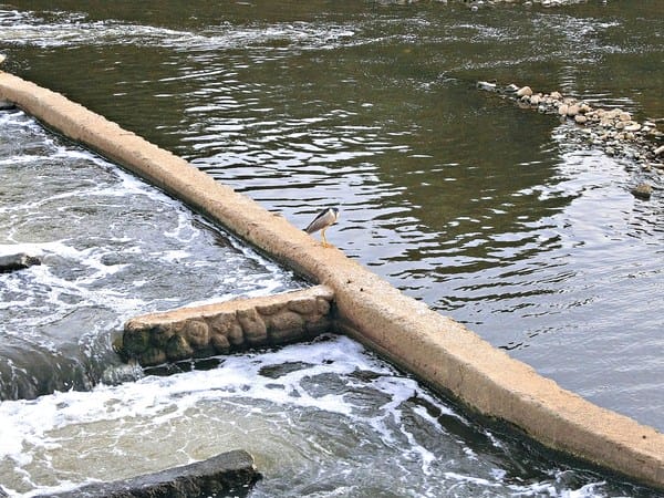 觀音蓮花季:【2017觀音蓮花季】荷浪桃桃。樂遊蓮池.獨家大宅門布袋戲變臉秀