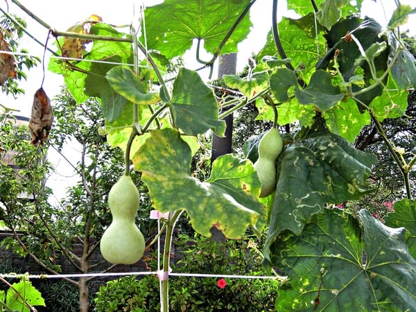 觀音蓮花季:【2017觀音蓮花季】荷浪桃桃。樂遊蓮池.獨家大宅門布袋戲變臉秀