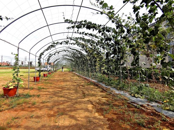 觀音蓮花季:【2017觀音蓮花季】荷浪桃桃。樂遊蓮池.獨家大宅門布袋戲變臉秀