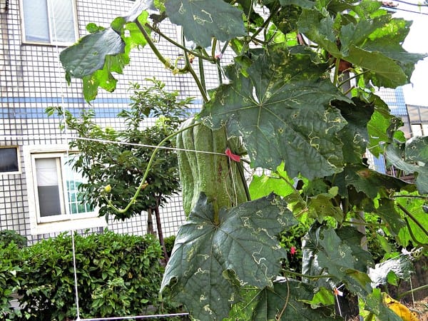 觀音蓮花季:【2017觀音蓮花季】荷浪桃桃。樂遊蓮池.獨家大宅門布袋戲變臉秀