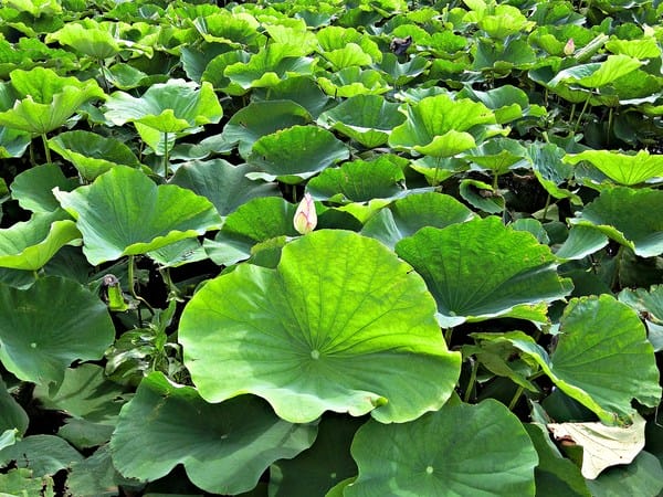 觀音蓮花季:【2017觀音蓮花季】荷浪桃桃。樂遊蓮池.獨家大宅門布袋戲變臉秀