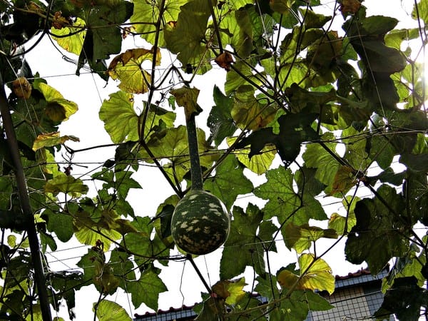 觀音蓮花季:【2017觀音蓮花季】荷浪桃桃。樂遊蓮池.獨家大宅門布袋戲變臉秀