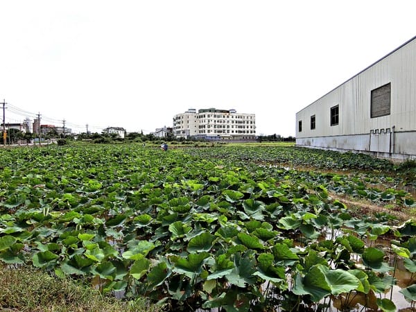 觀音蓮花季:【2017觀音蓮花季】荷浪桃桃。樂遊蓮池.獨家大宅門布袋戲變臉秀