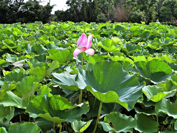 觀音蓮花季:【2017觀音蓮花季】荷浪桃桃。樂遊蓮池.獨家大宅門布袋戲變臉秀