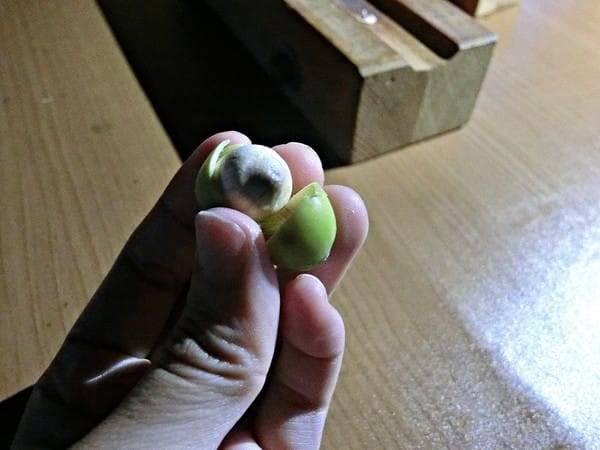 觀音蓮花季:【2017觀音蓮花季】荷浪桃桃。樂遊蓮池.獨家大宅門布袋戲變臉秀