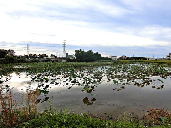 觀音蓮花季:【2017觀音蓮花季】荷浪桃桃。樂遊蓮池.獨家大宅門布袋戲變臉秀
