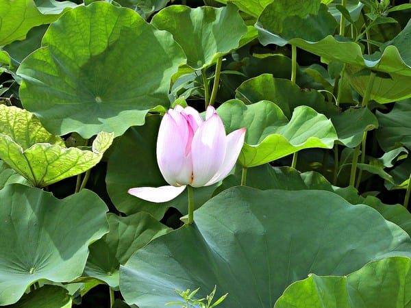 觀音蓮花季:【2017觀音蓮花季】荷浪桃桃。樂遊蓮池.獨家大宅門布袋戲變臉秀