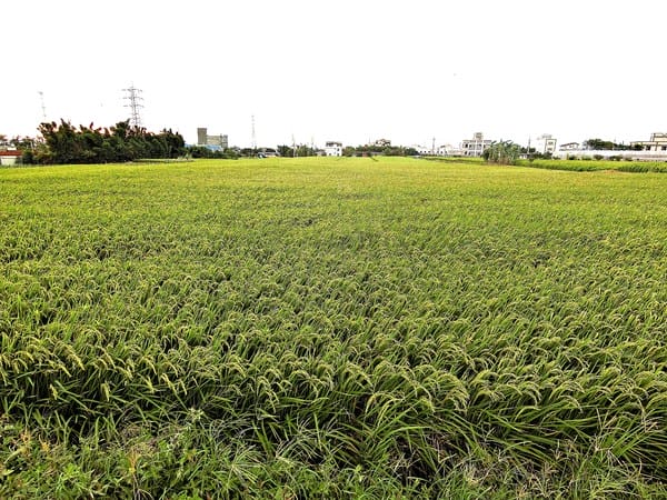 觀音蓮花季:【2017觀音蓮花季】荷浪桃桃。樂遊蓮池.獨家大宅門布袋戲變臉秀