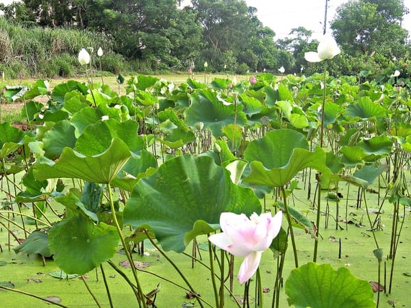 觀音蓮花季:【2017觀音蓮花季】荷浪桃桃。樂遊蓮池.獨家大宅門布袋戲變臉秀