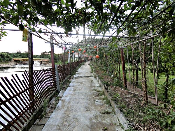 觀音蓮花季:【2017觀音蓮花季】荷浪桃桃。樂遊蓮池.獨家大宅門布袋戲變臉秀