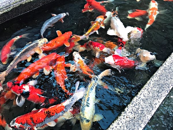 日光行館:日光行館