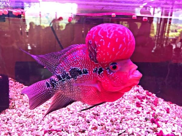 日光行館:日光行館