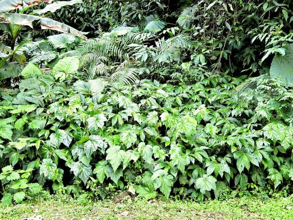 花蓮:【慢活舒心之旅】花蓮後山非玩不可の輕旅行
