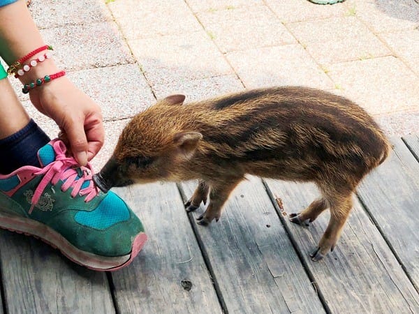 嘉義:【知性文化之旅】就要醬玩嘉義,好玩景點趴趴造