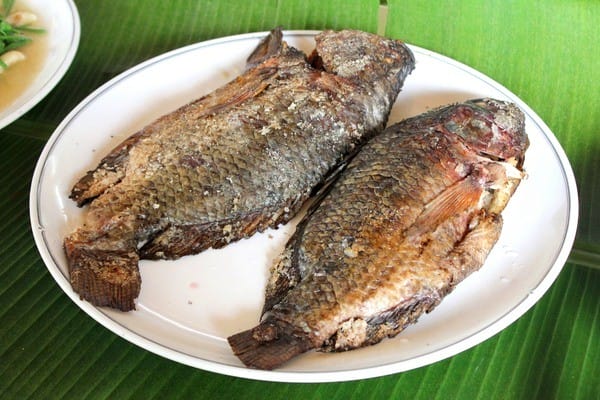 嘉義:【知性文化之旅】就要醬玩嘉義,好玩景點趴趴造