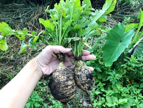 嘉義:【知性文化之旅】就要醬玩嘉義,好玩景點趴趴造