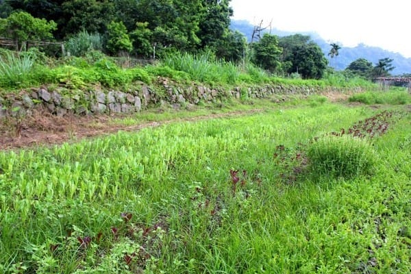 嘉義:【知性文化之旅】就要醬玩嘉義,好玩景點趴趴造