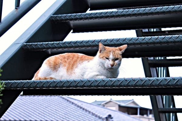 和風民宿&食堂:【和風民宿&食堂】苗栗公館客家美食。烘豆vs手沖咖啡。墨硯山健行