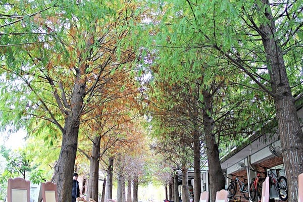 和風民宿&食堂:【和風民宿&食堂】苗栗公館客家美食。烘豆vs手沖咖啡。墨硯山健行