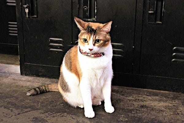 Toast Chat:【Toast Chat】早午餐。貓咪餐廳。捷運國父紀念館站