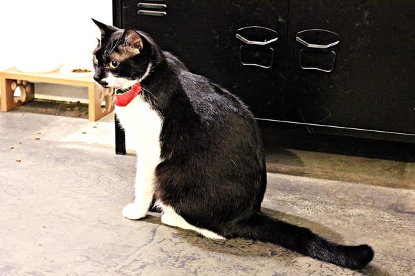 Toast Chat:【Toast Chat】早午餐。貓咪餐廳。捷運國父紀念館站