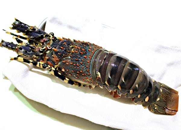 Oyami cafe:【Oyami cafe】台北西門町下午茶。義大利麵