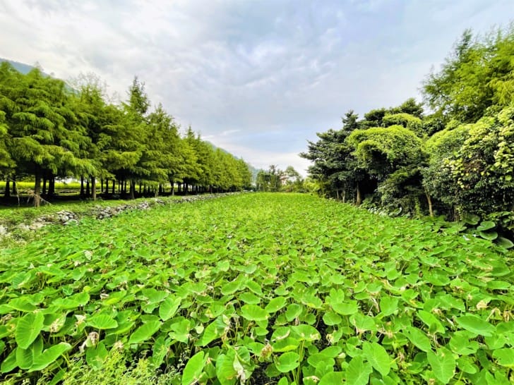 【金澤居】花蓮吉安親子住宿綠色隧道民宿花蓮放鬆行程下雨天的花蓮怎麼玩?