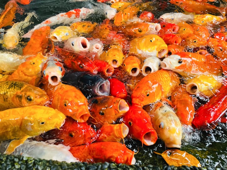 【金澤居】花蓮吉安親子住宿綠色隧道民宿花蓮放鬆行程下雨天的花蓮怎麼玩?