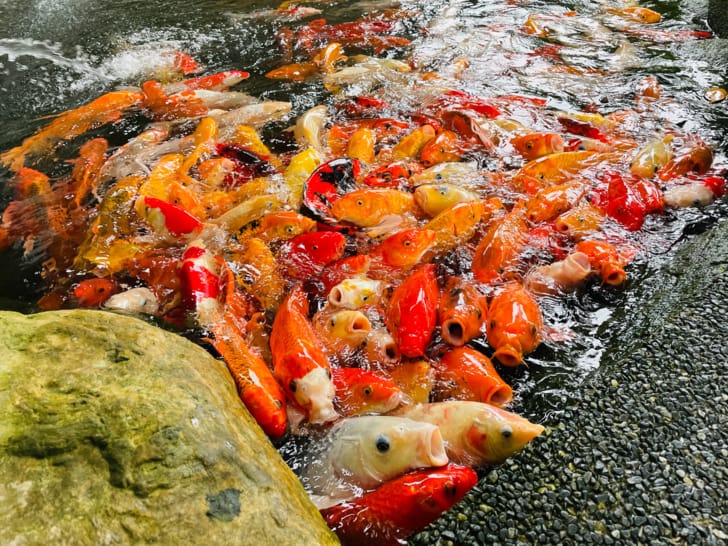 【金澤居】花蓮吉安親子住宿綠色隧道民宿花蓮放鬆行程下雨天的花蓮怎麼玩?