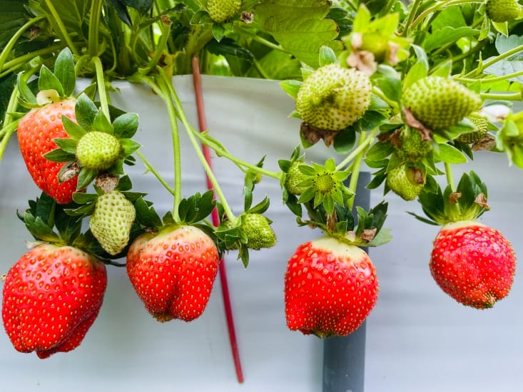 【興榮草莓園】隱藏在苗栗深山的草莓聖地超大顆草莓任你採
