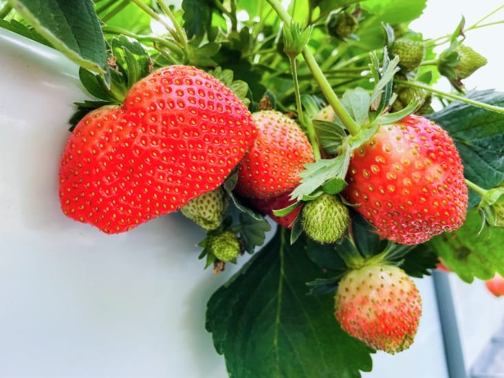 【興榮草莓園】隱藏在苗栗深山的草莓聖地超大顆草莓任你採