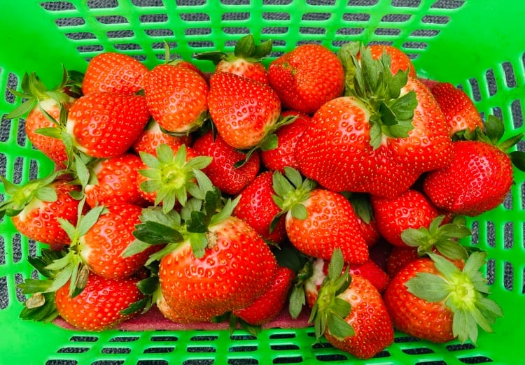 【興榮草莓園】隱藏在苗栗深山的草莓聖地超大顆草莓任你採