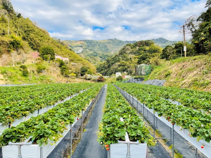 【興榮草莓園】隱藏在苗栗深山的草莓聖地超大顆草莓任你採